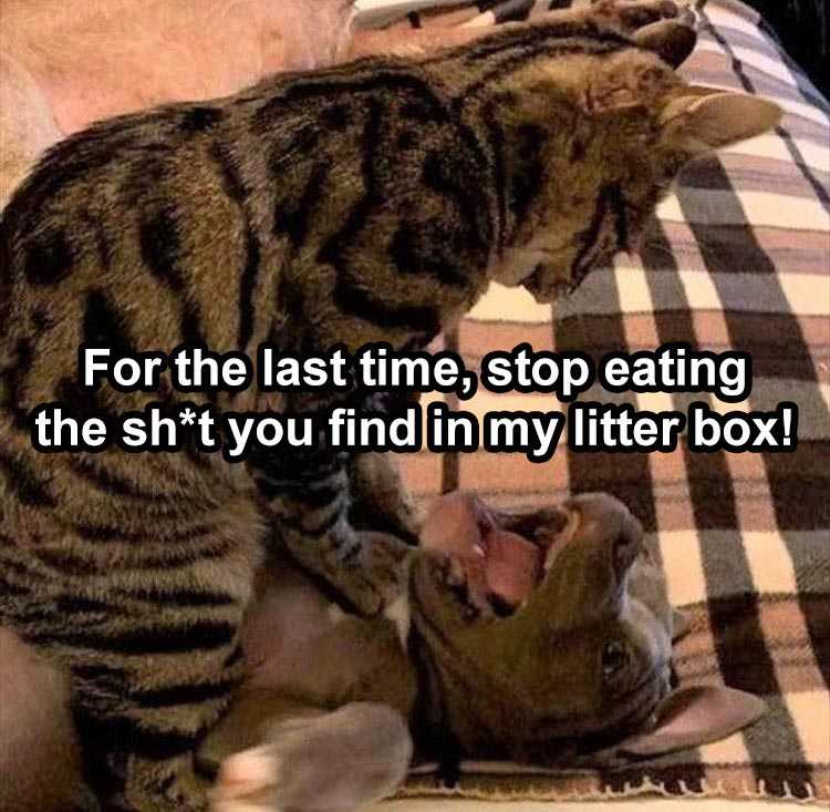 funny Pet Memes  stop eaing my sh*t