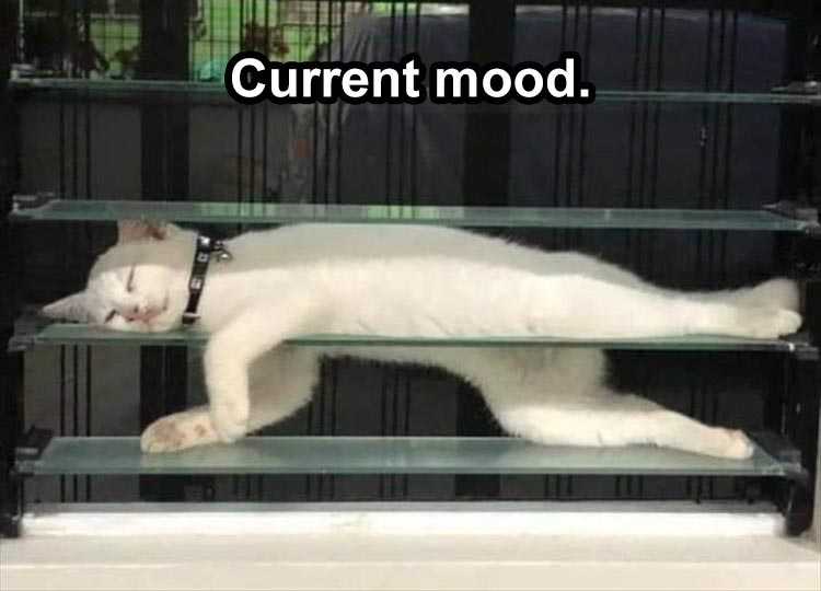 funny Pet Memes  that about says it.