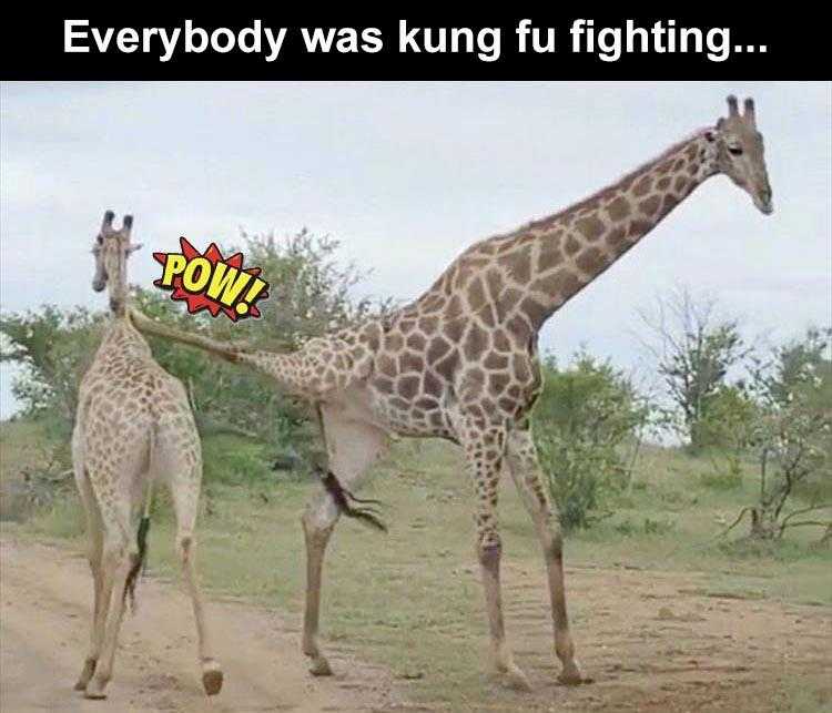 funny Pet Memes  kung fu giraffe