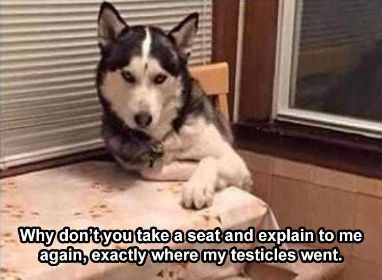 funny Pet Meme  you owe me an explanation