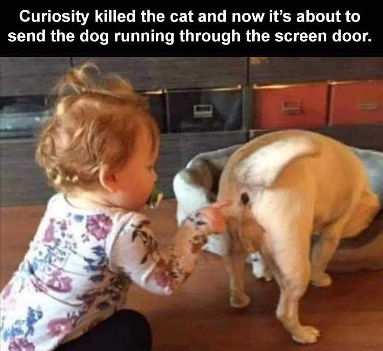 funny Pet Meme  the eject button