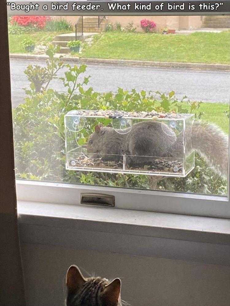 funny Pet Memes  squirrel bird
