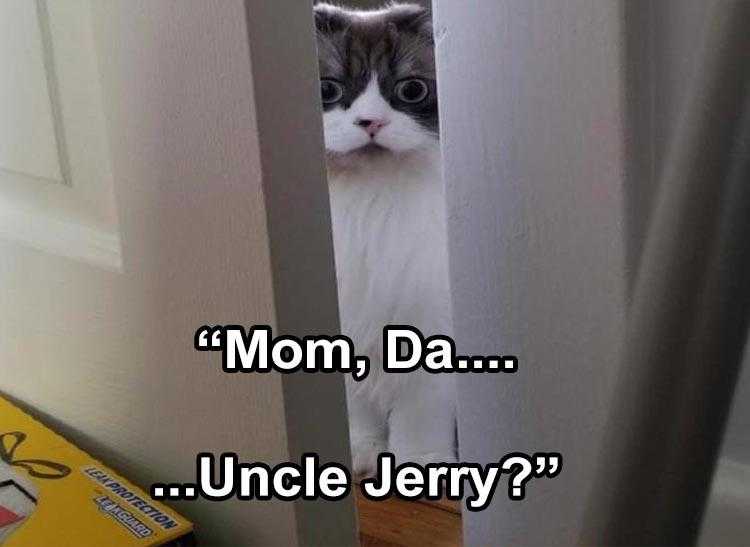 funny Pet Meme  can't watch