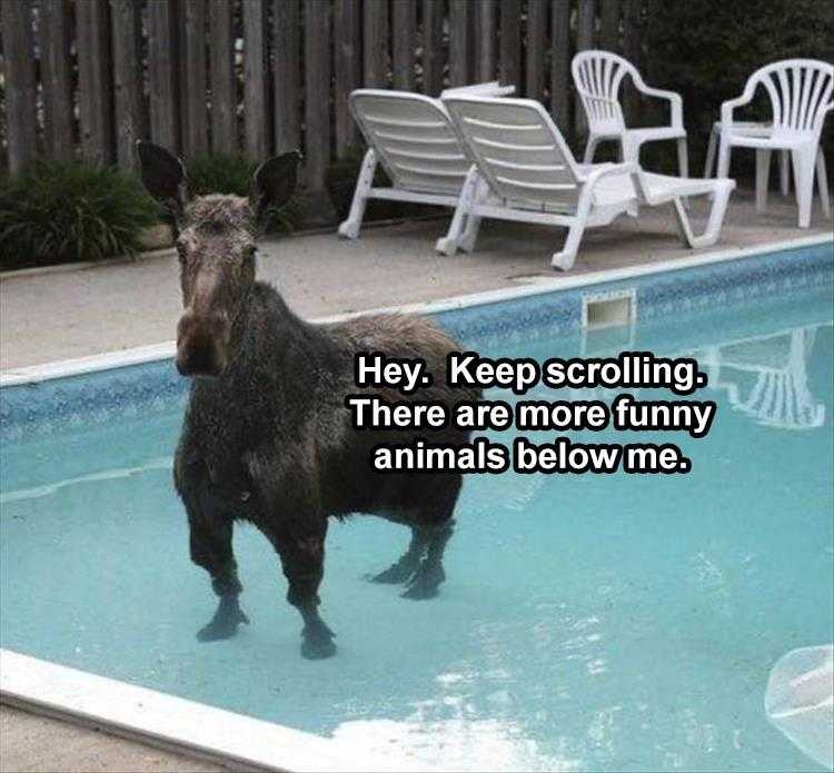hilarious Pet Meme  moose in pool