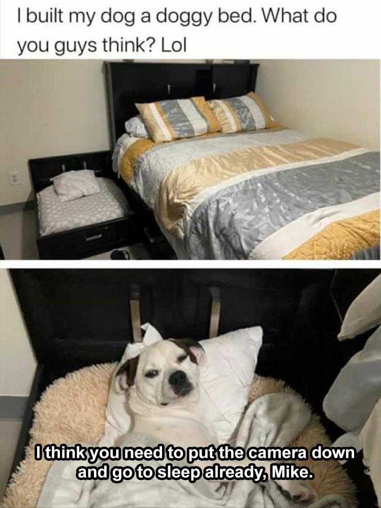 hilarious Pet Meme  dog bed