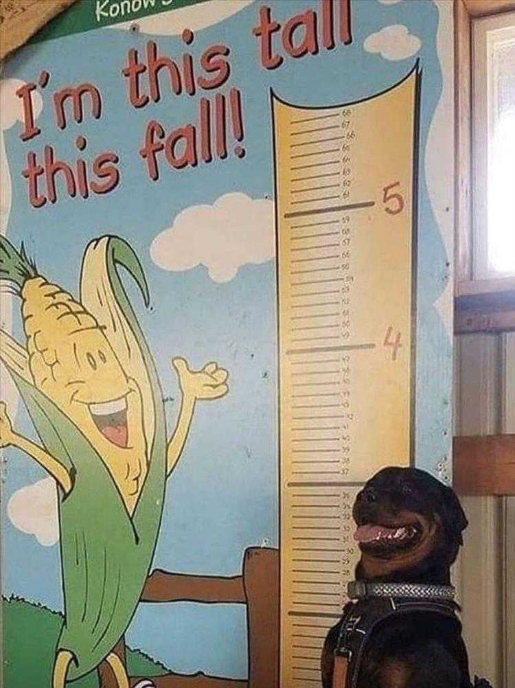 hilarious Pet Meme  so proud