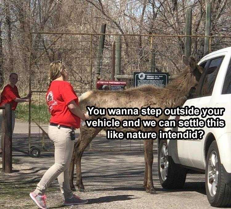 hilarious Pet Meme  step outta the vehicle