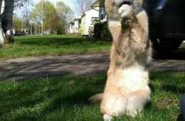 Funny Pet Memes