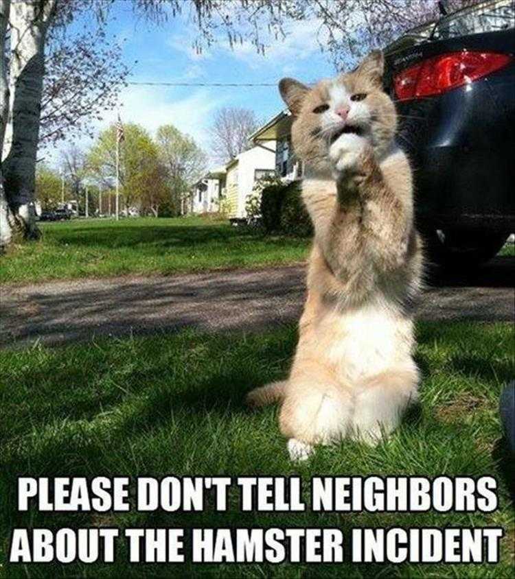 hilarious Pet Meme  pleeeease