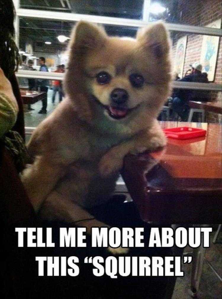 hilarious Pet Meme  tell me