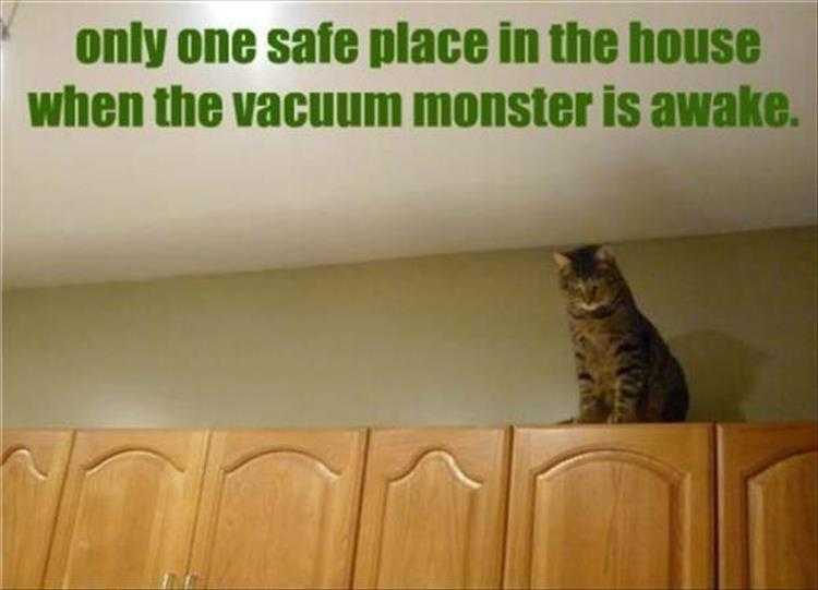 hilarious Pet Meme  vacuum monster