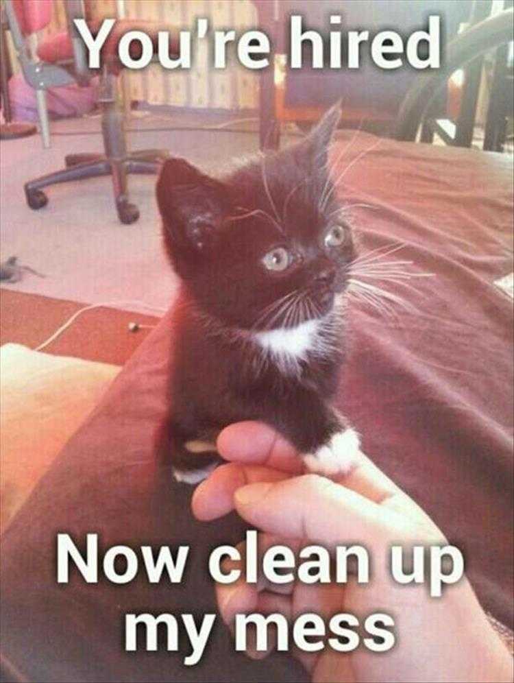 hilarious Pet Meme  hired