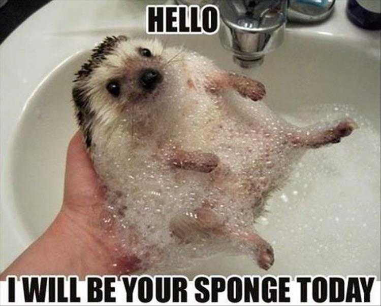 hilarious Pet Meme  scratch my back if I scratch yours
