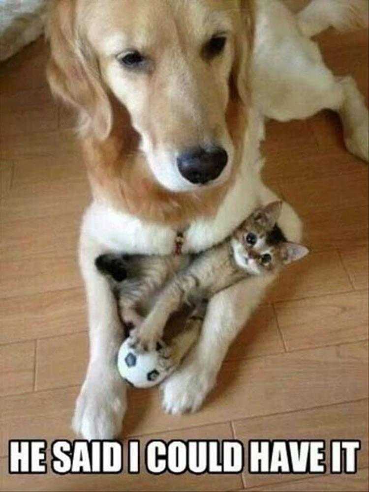 hilarious Pet Meme  my ball