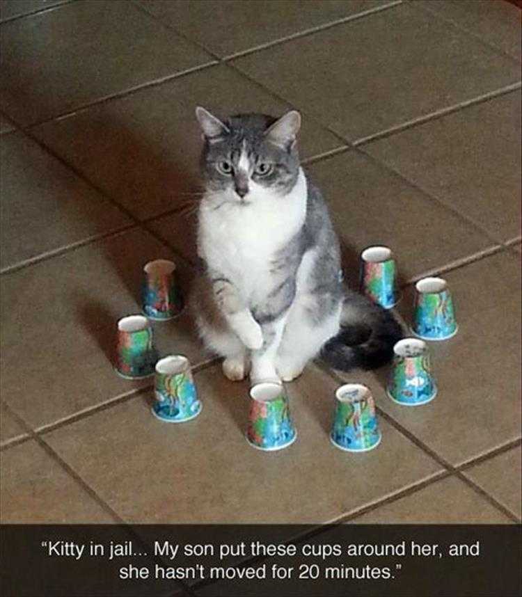 hilarious Pet Meme  colorful forcefield