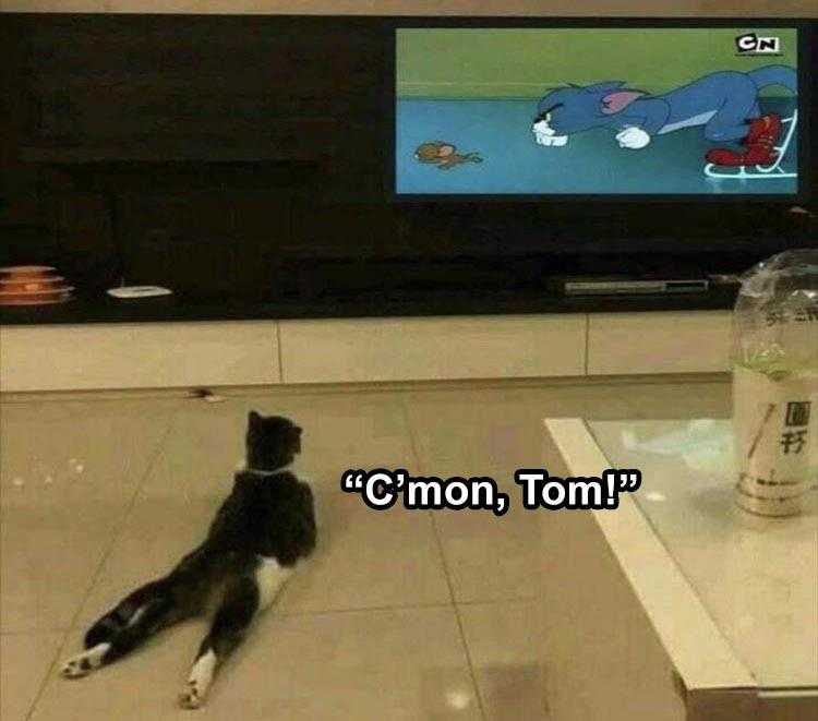 hilarious Pet Meme  tom