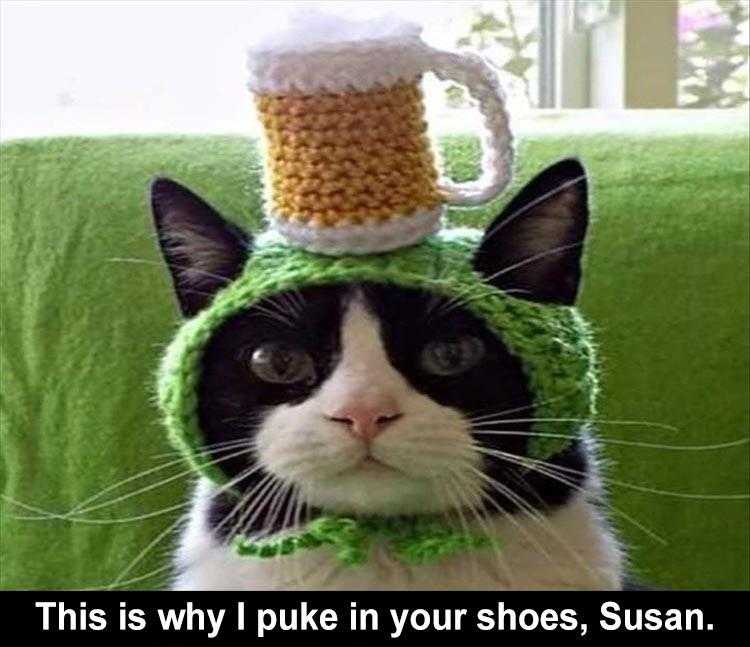 hilarious Pet Meme  cat in a hat
