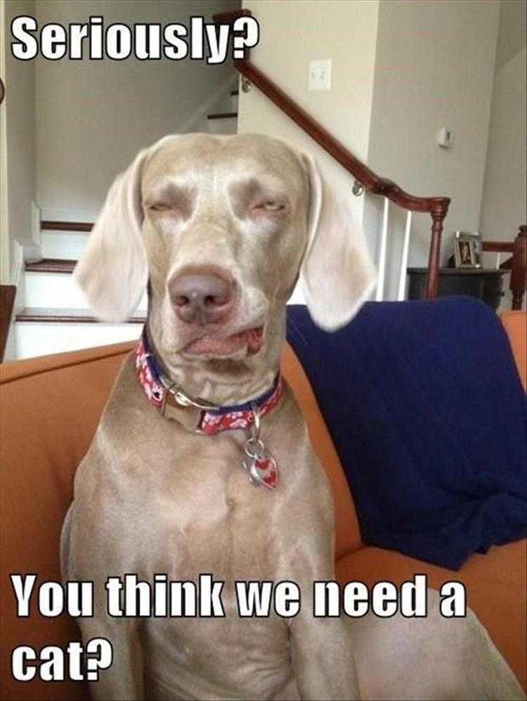 top 35 funny animal memes of the day 5fb3e56676240