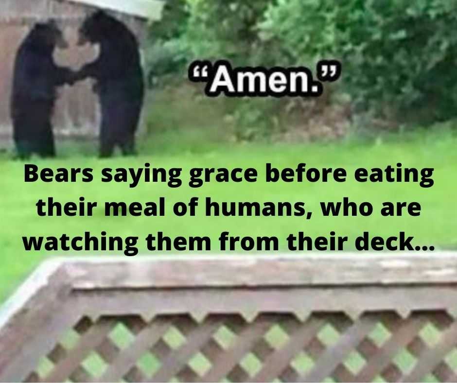 top-36-funny-animal-memes-1 animal memes