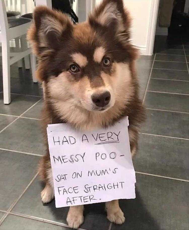 Top 36 Funny Animal Memes Of The Day 5Fc265D915B9A