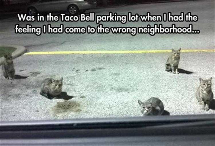 Top 36 Funny Animal Memes Of The Day 5Fc265Dc0E76D