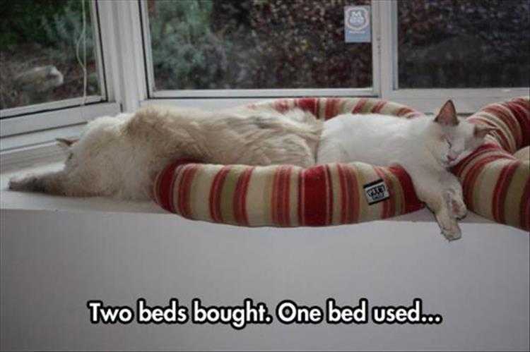 Top 36 Funny Animal Memes Of The Day 5Fc265De01C0E