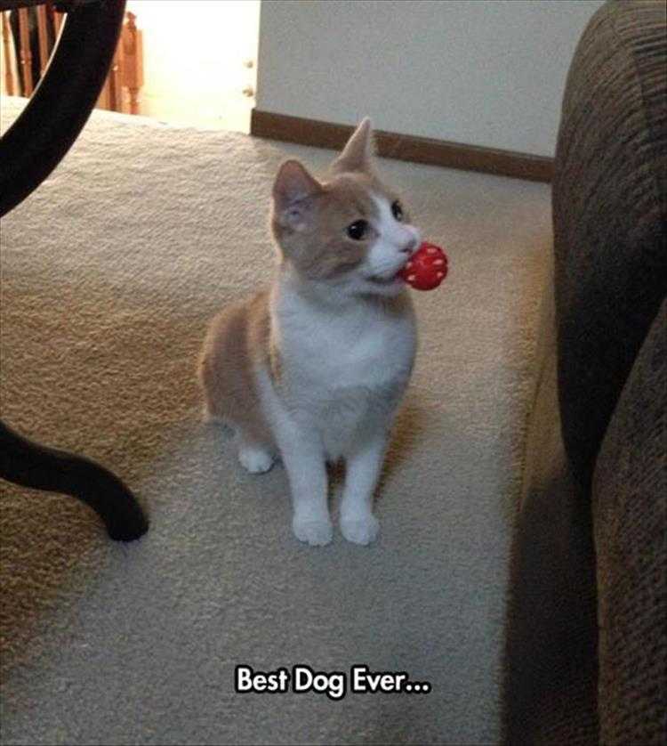 Top 36 Funny Animal Memes Of The Day 5Fc265De79F68