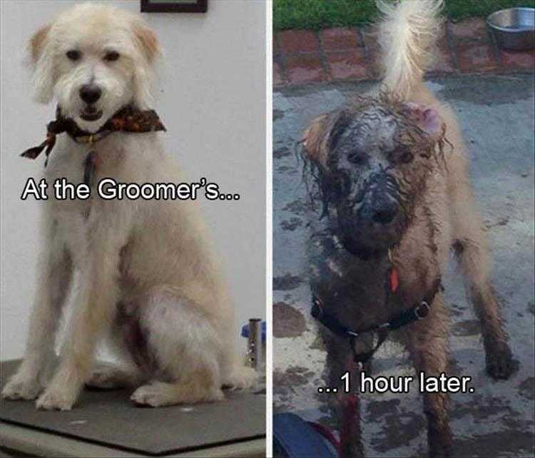 Top 36 Funny Animal Memes Of The Day 5Fc265E2B6E20