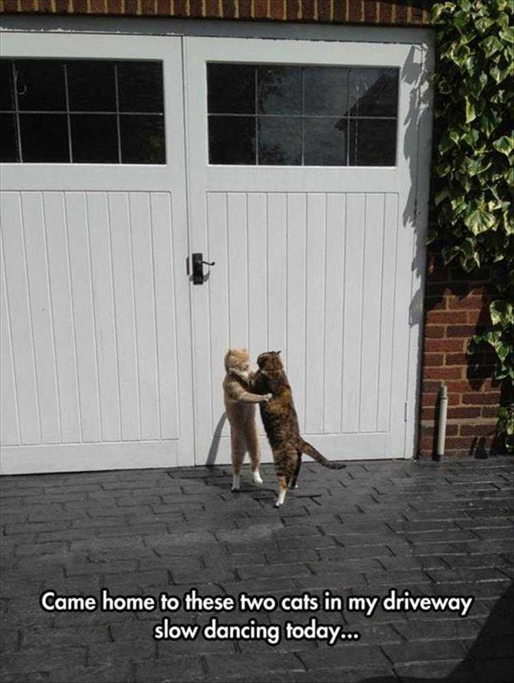 Top 36 Funny Animal Memes Of The Day 5Fc265E448324
