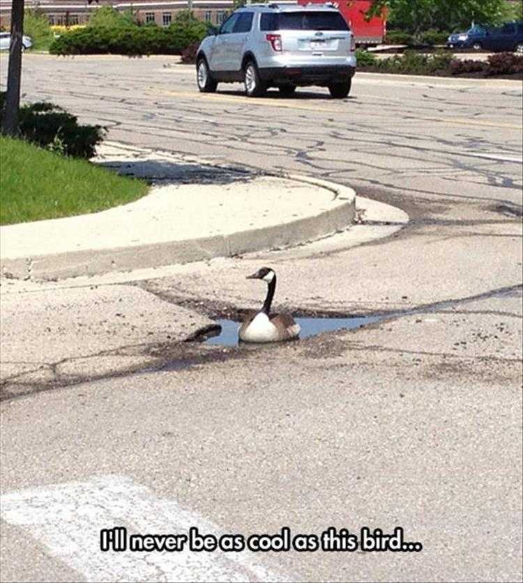Top 36 Funny Animal Memes Of The Day 5Fc265E51B9Bb