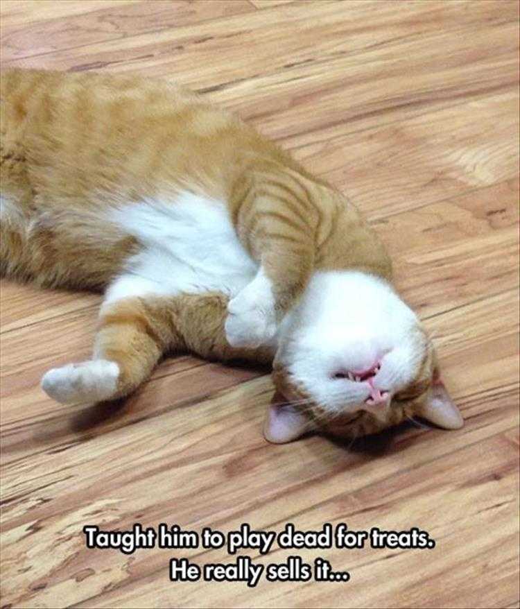 Top 36 Funny Animal Memes Of The Day 5Fc265E6Ef45E