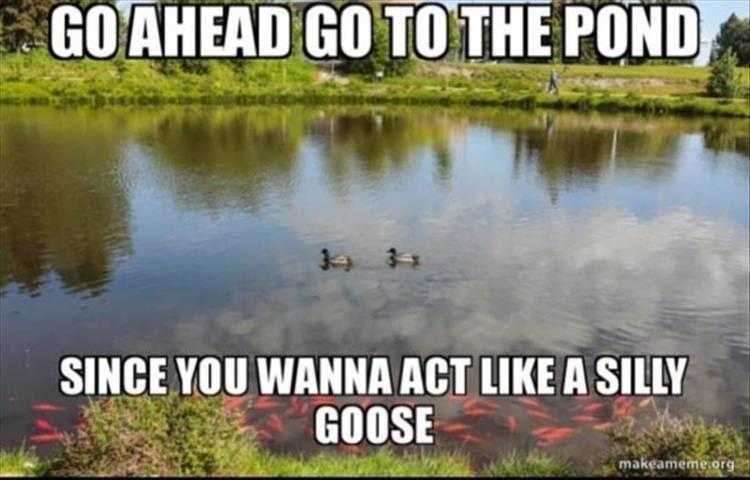 Funniest Pet Pics  goose