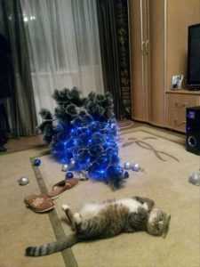 cats vs christmas trees 28 pics 5fe5fe5c0c2e2
