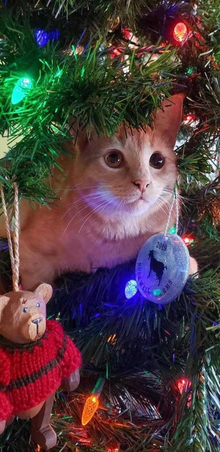 Cats vs Christmas Tree Meme  found my spot