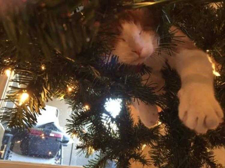 Cats vs Christmas Tree Meme  nap time