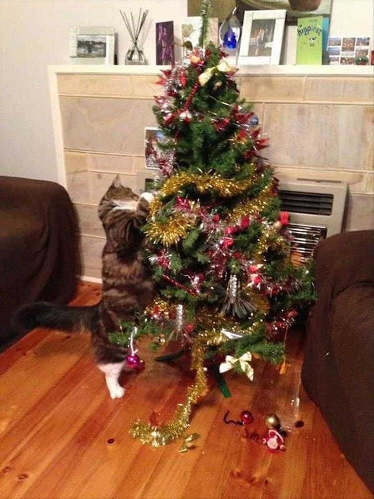 Funny Cats vs Christmas Tree Meme  sparkly yarn