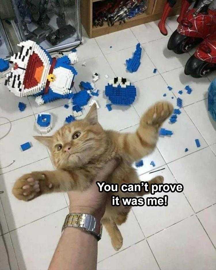 Funny Pet Meme Pictures - Innocent Till Proven Guilty