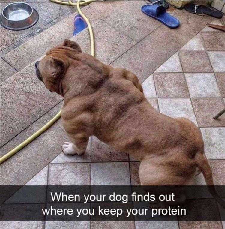 Funny Pet Meme Pictures - Schwarzenegger Of Dogs