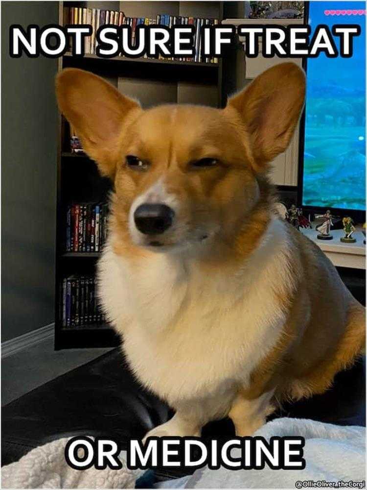 Funny Pet Meme Pictures - Sus