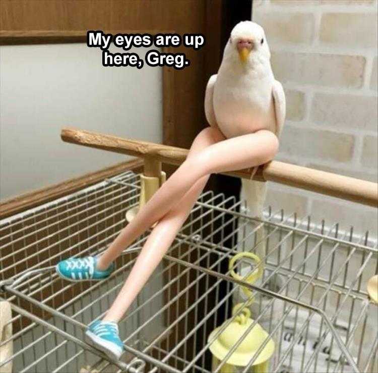 Funny Pet Meme Pictures - Eyes Up