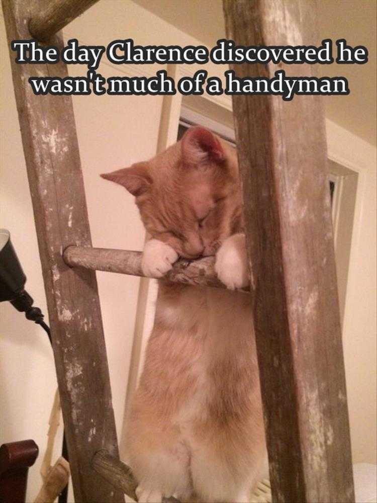 Funny Pet Meme Pictures - Not Handy