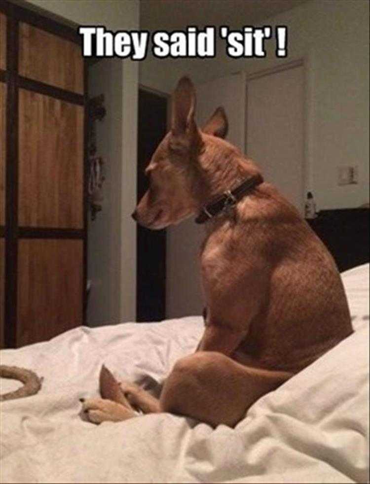 Funny Pet Meme Pictures - Sit They Got