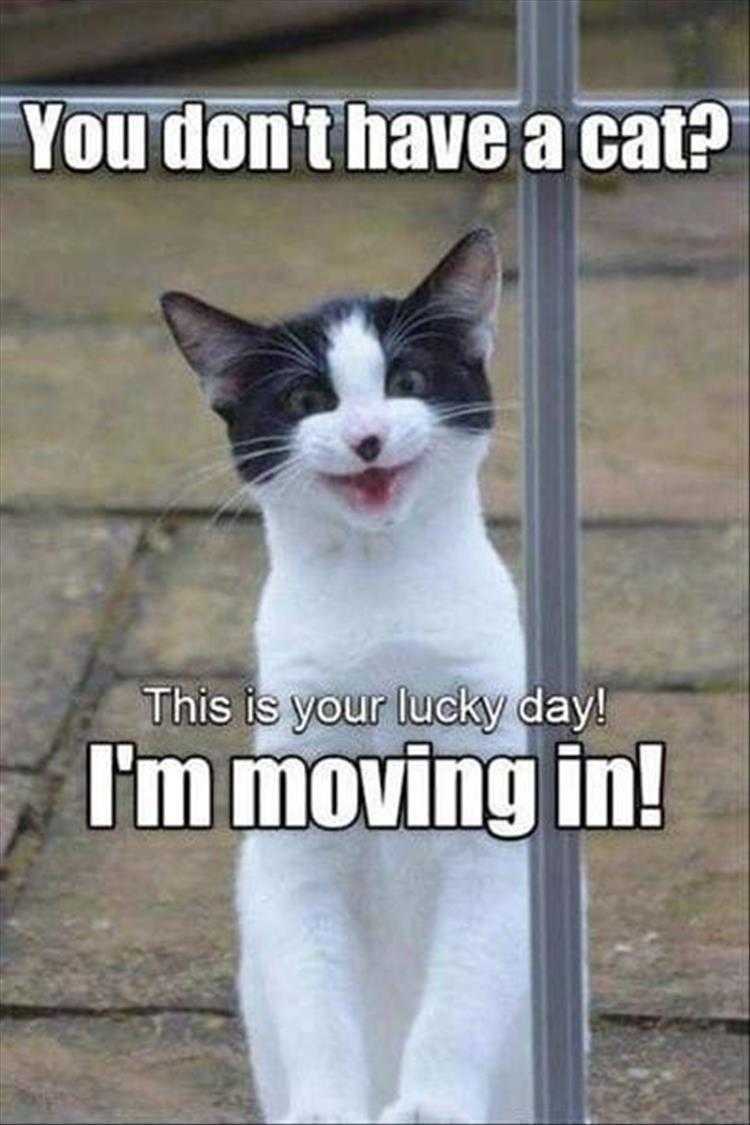 Pet Meme Pictures - Stray No More