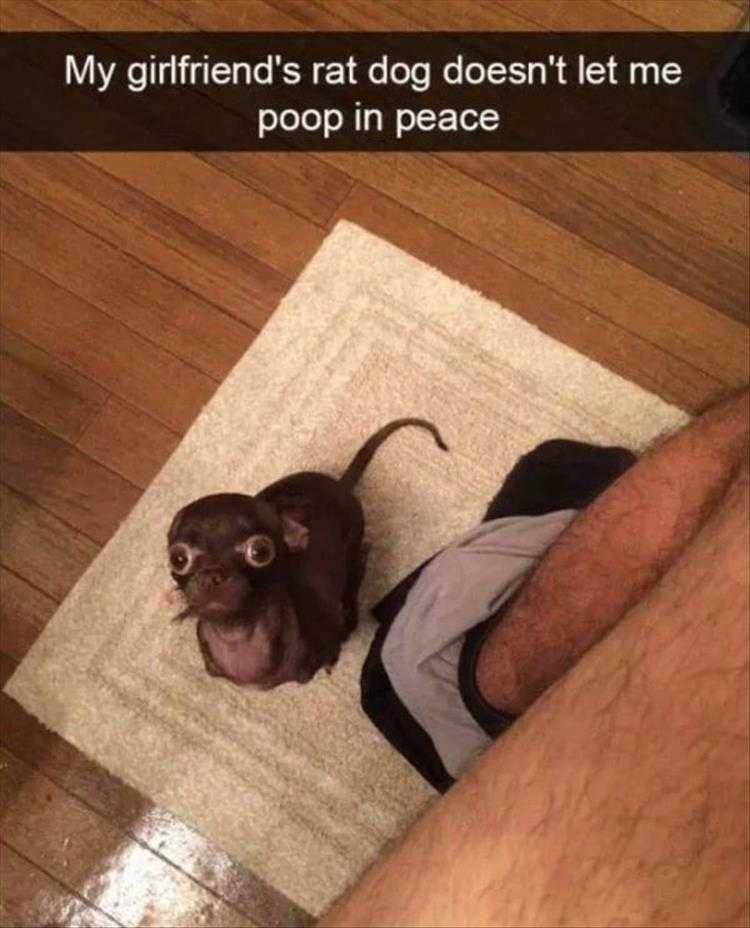 Funny Pet Meme Pictures - What Is This Smell