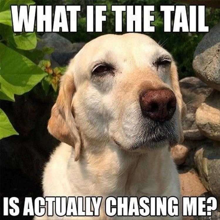 Funny Pet Meme Pictures - Questions...