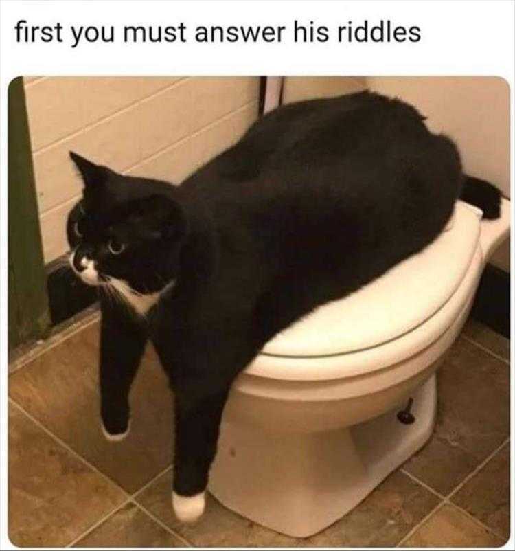 Funny Pet Meme Pictures - Gatekeeper