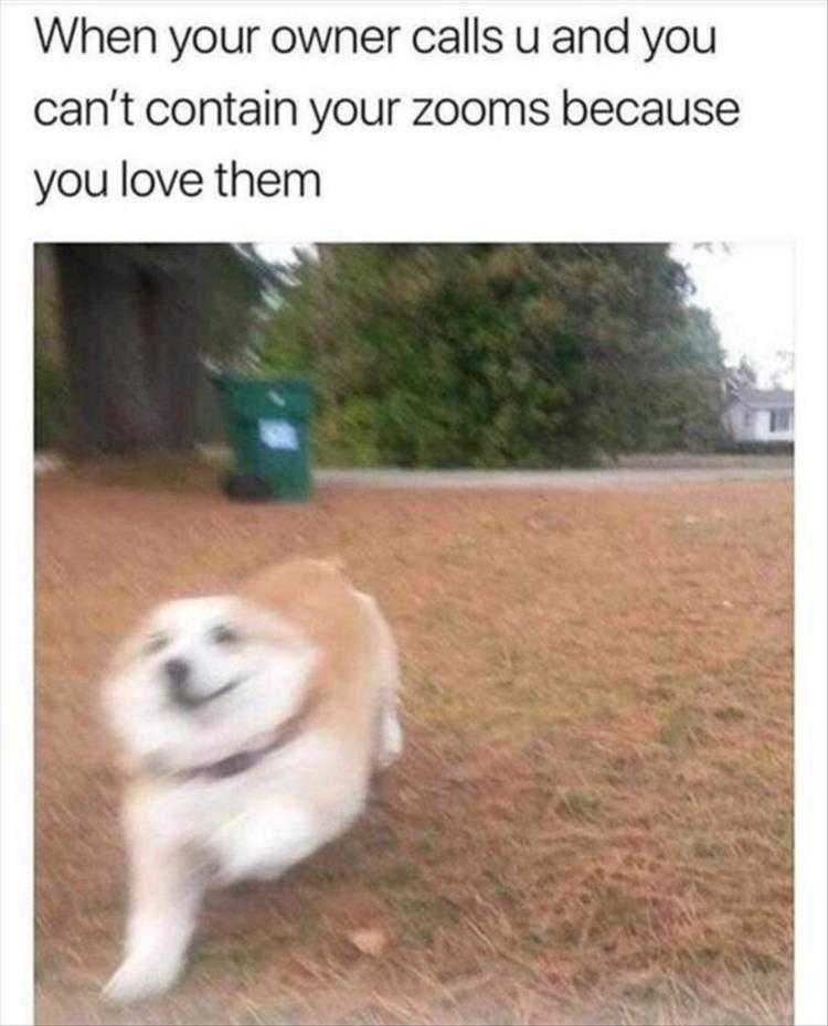 Funny Pet Meme Pictures - Zoom Zoom