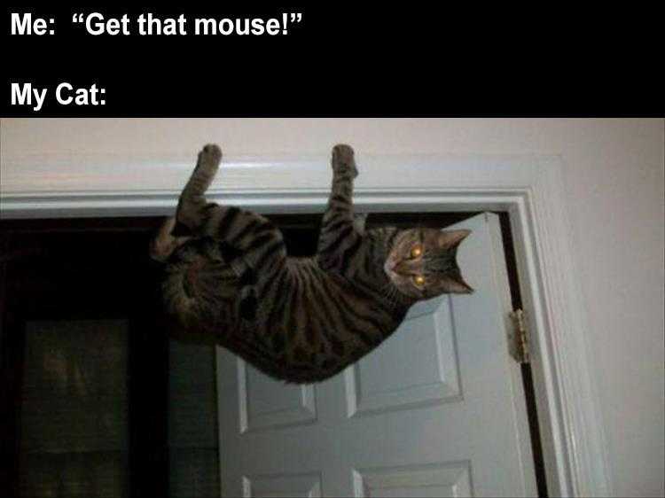 Funny Cat Meme Pictures - Mouse