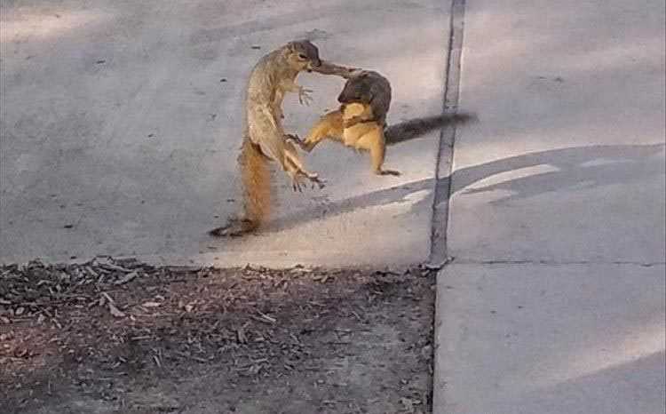 Top 24 Funny Animal Memes Of The Day_5fc7abd7eed2d.jpeg animal pictures funny enough to floor you - kung fu squirrels