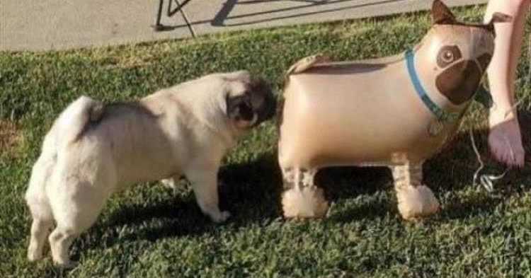 Top 24 Funny Animal Memes Of The Day_5fc7abd84b5bb.jpeg animal pictures funny enough to floor you - high pitched bark coming up